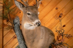 deer1