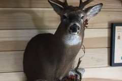 deer12