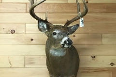 deer16