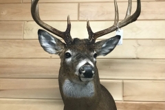 deer18