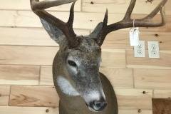 deer19