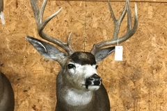 deer21