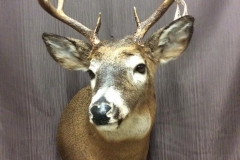 deer9